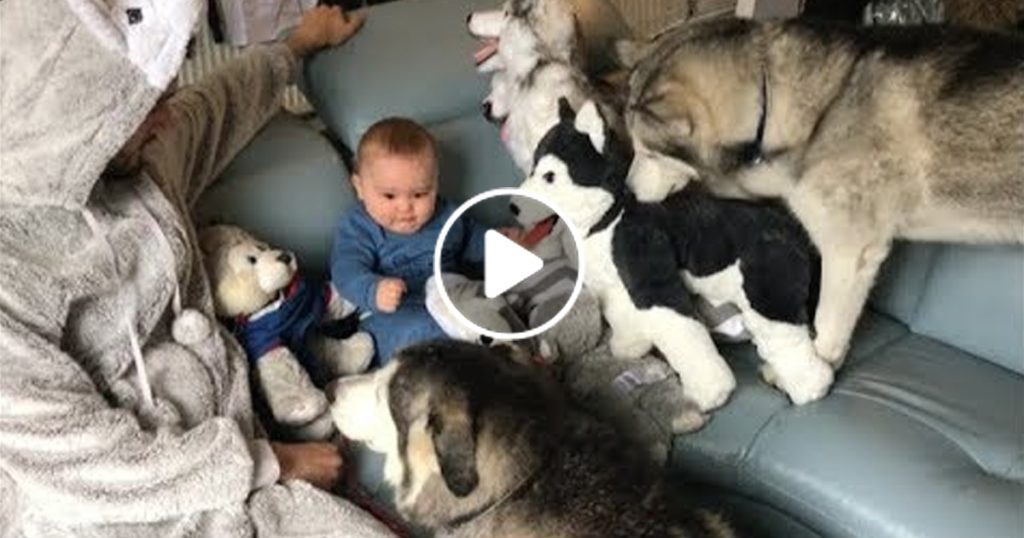 When my baby cries I bring in the huskies!