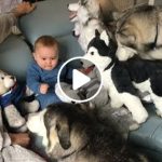 When my baby cries I bring in the huskies!