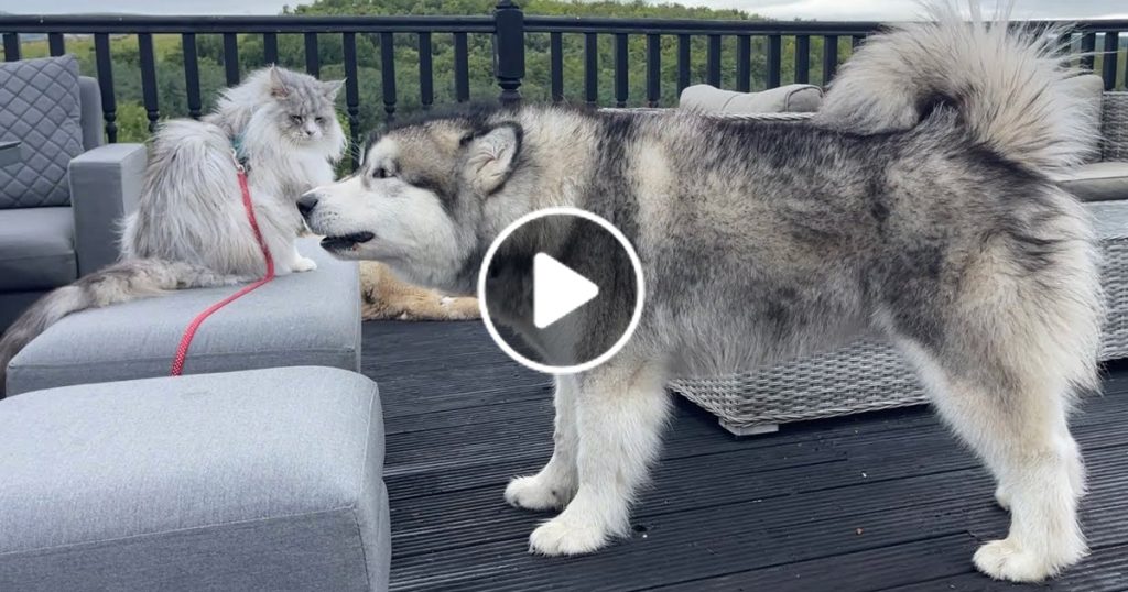 Phil Is Not Happy With Teddy Annoying Milo! Husky Gets Vocal!