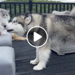 Phil Is Not Happy With Teddy Annoying Milo! Husky Gets Vocal!