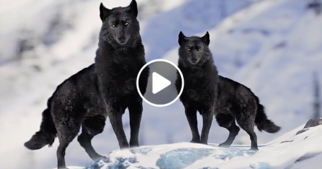 7 Most Beautiful Wolves in the World