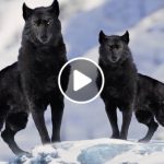 7 Most Beautiful Wolves in the World