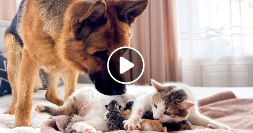 German Shepherd Meets Mom Cat with Newborn Kittens for the First Time