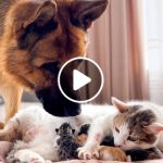 German Shepherd Meets Mom Cat with Newborn Kittens for the First Time