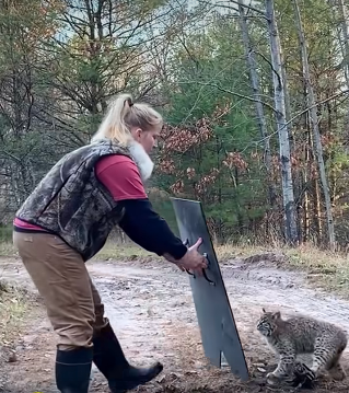 The Baby Bobcat’s Cry for Help