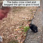 The Little Crow and His New Family