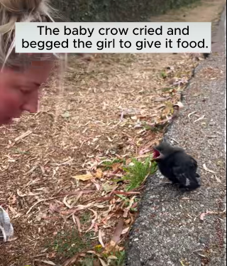 The Little Crow and His New Family