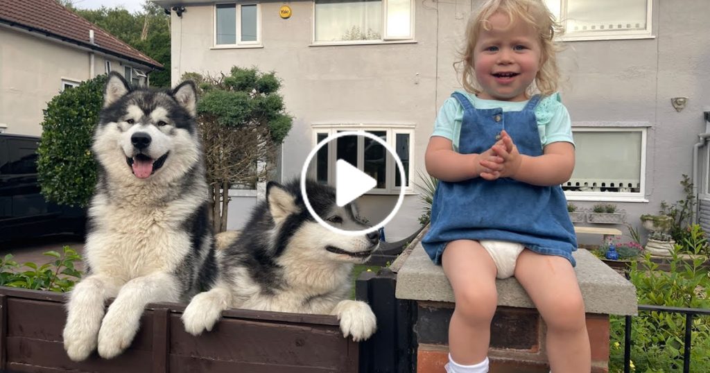 Baby Learns To Howl And Shares Her First House With Malamutes! (SOO CUTE!!)