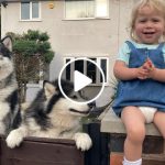 Baby Learns To Howl And Shares Her First House With Malamutes! (SOO CUTE!!)