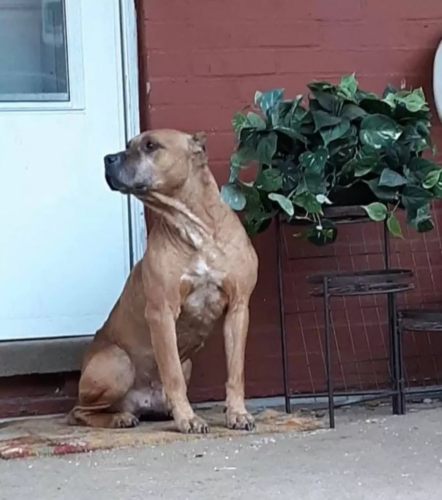 Dog Waited on the Porch for Weeks After His Family Moved Away: A Heartbreaking Tale of Loyalty