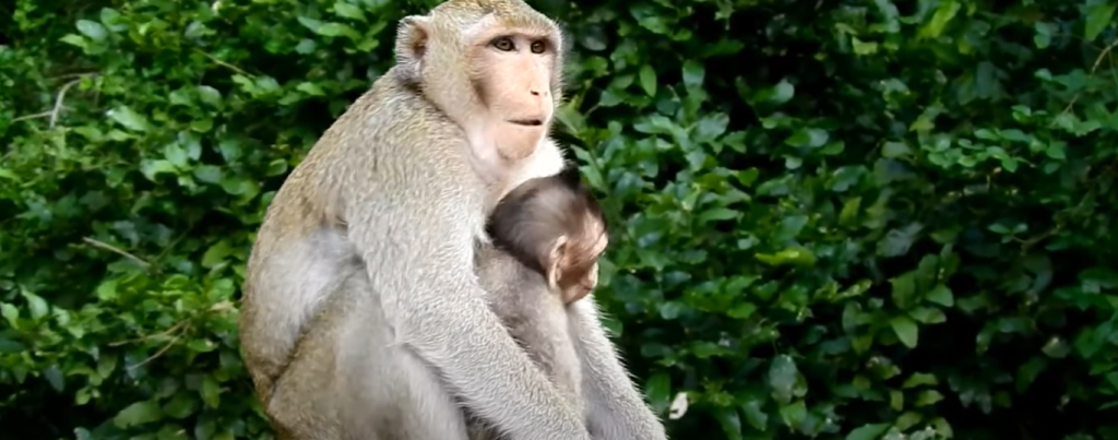 NEARLY DIE … SERIOUSLY LIZZA !! Big male wild monkey bite Lizza so hard| CaCa bite Male save Lizza