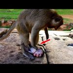 When Nature Turns Violent: Understanding Aggressive Behavior Among Monkeys