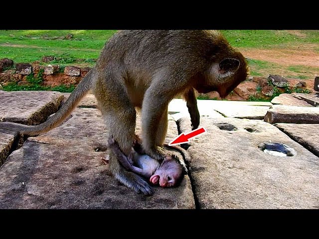 When Nature Turns Violent: Understanding Aggressive Behavior Among Monkeys