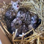A Group finds unusually spiky creatures in nest – takes a closer look and jaws drop when they realize what kind of animals they are