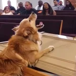2 Dog Barks at Coffin during Funeral, Suspicious Son Opens It and Finds It Empty – Story of the Day