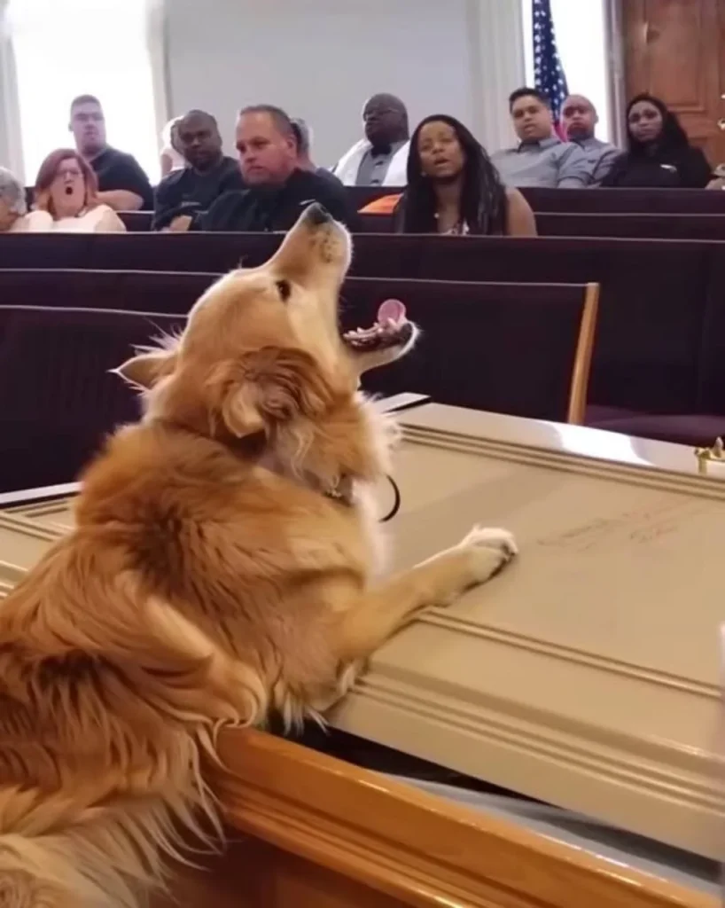 2 Dog Barks at Coffin during Funeral, Suspicious Son Opens It and Finds It Empty – Story of the Day