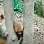 A Mother’s Instinct: How a Baby Monkey’s Curiosity Led to a Heart-Stopping Rescue