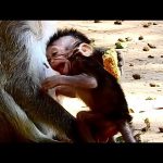 The Cry of Hunger: A Baby Monkey’s Silent Plea for Milk