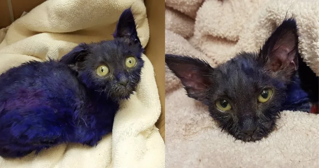 Purple Kitten Found Abandoned By Roadside, But His Injuries Pointed To Something Far More Disturbing