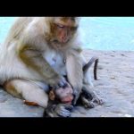 Bad Meaning: Lose Care and Lose Milk – The Cost of Neglect