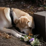 Everyone Thought This Dog Was Grieving for His Owner, Until They Saw WHAT Was Underneath Him