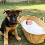 Man Follows His Dog’s Distant Barking and Discovers It Guarding an Abandoned Baby – A Heartwarming Tale