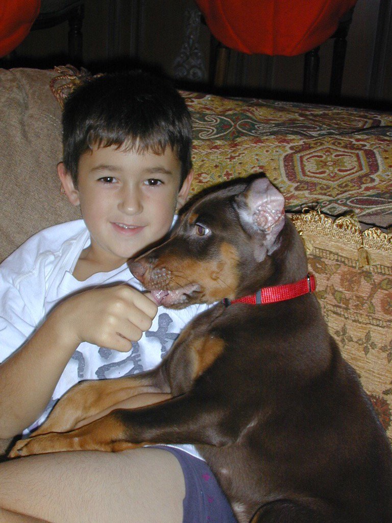 Act of love goes viral: Chase Elliott announces he will invest $20 million to build a “paradise” dedicated to rescuing stray dogs, promising love and homes to thousands of abandoned puppies!-Bombombini Gusini