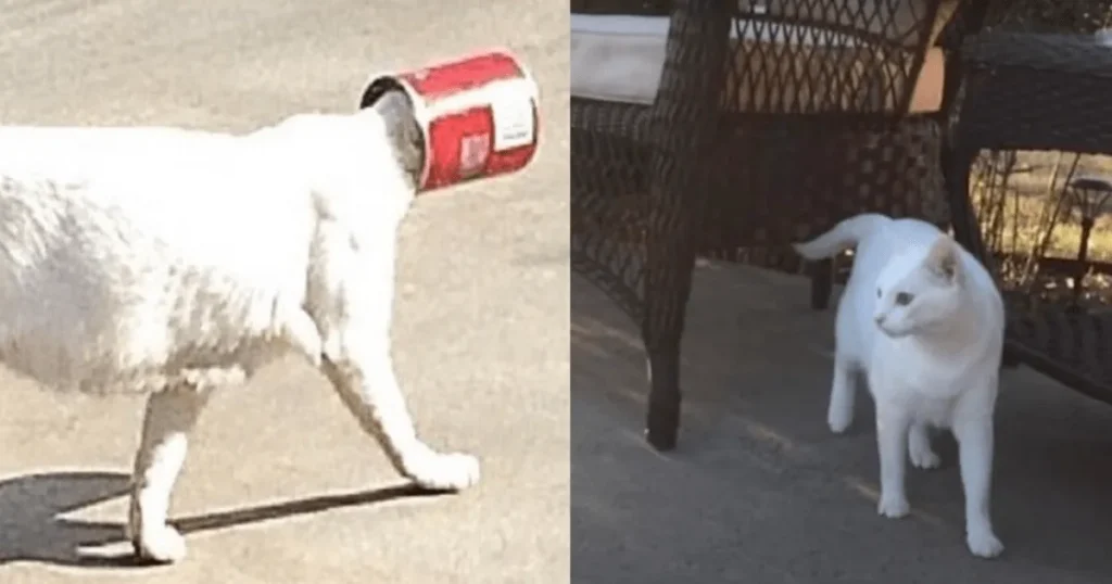 This Cat Was Running With a Can Stuck on Her Head But What Happened After He Removed It Left Everyone Shocked