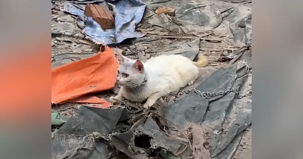 Neglected Cat Chained To Concrete Fought For Life Eating Grass Until A Brave Soul Unleashed Her From Suffering