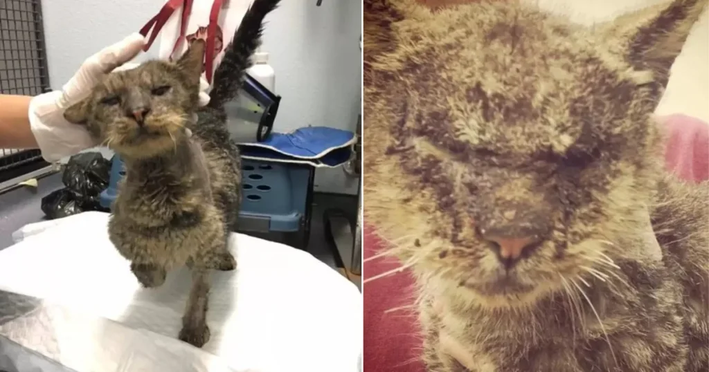 Cat No One Wanted To Touch Finds A Loving Home By A Miracle That Will Leave You Stunned