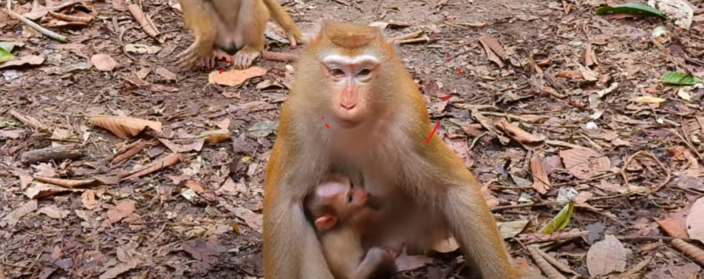 Primate Ape Monkey… / Perfect Life Baby Monkey… / You Know Monkey